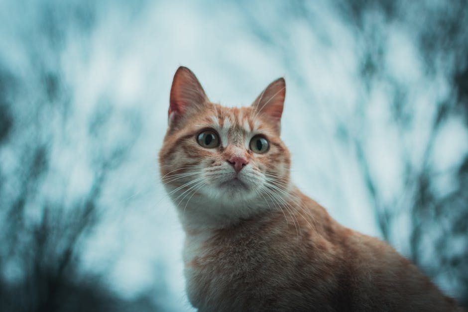 Selective Focus Photography Of Orange Tabby Cat