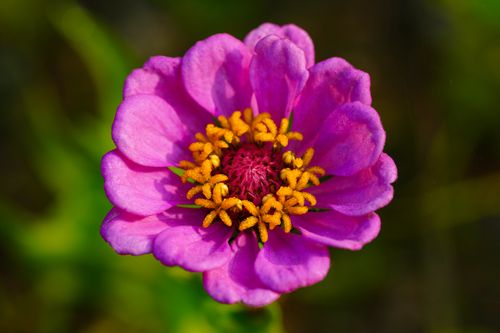 Free Close-up of a vibrant purple zinnia flower with bright yellow stamens in natural light. Stock Photo