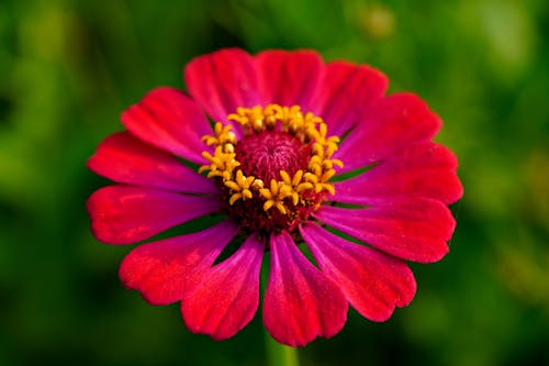 Close up of Red Flower