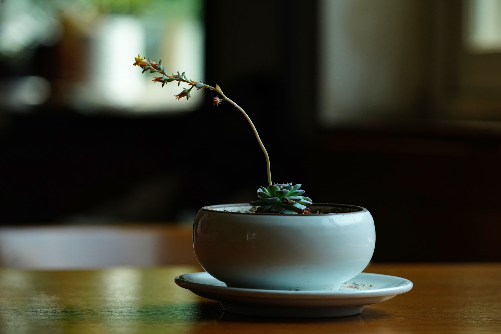 A close-up of a succulent plant in a ceramic pot on a wooden table, capturing a minimalist and serene mood.