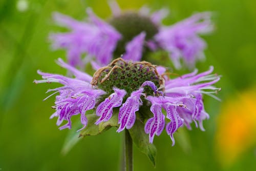 Purple Bee Balm Flower