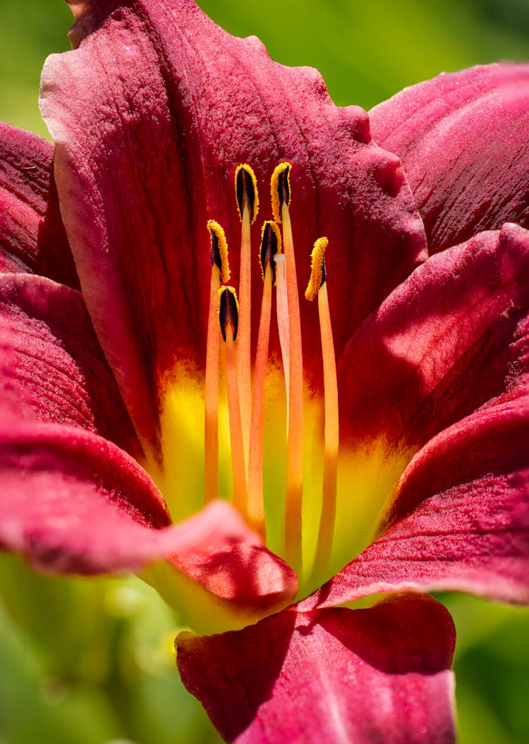 Pink Flower In A Garden 