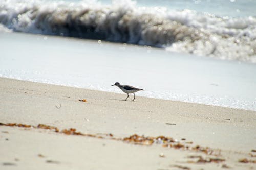 Bird Walking on the Beach