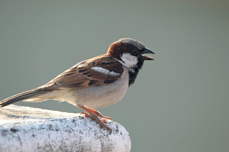 Sparrow Sitting On A Rock 