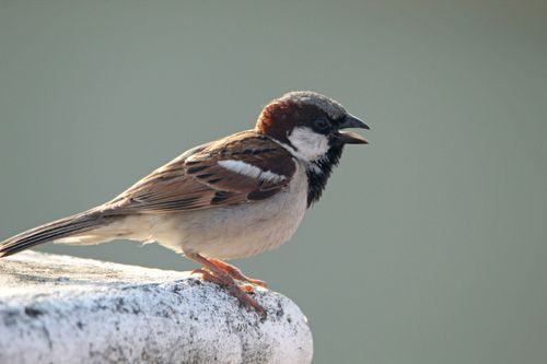 Free A detailed close-up of a house sparrow perched on stone, showcasing its feathers and wild nature. Stock Photo
