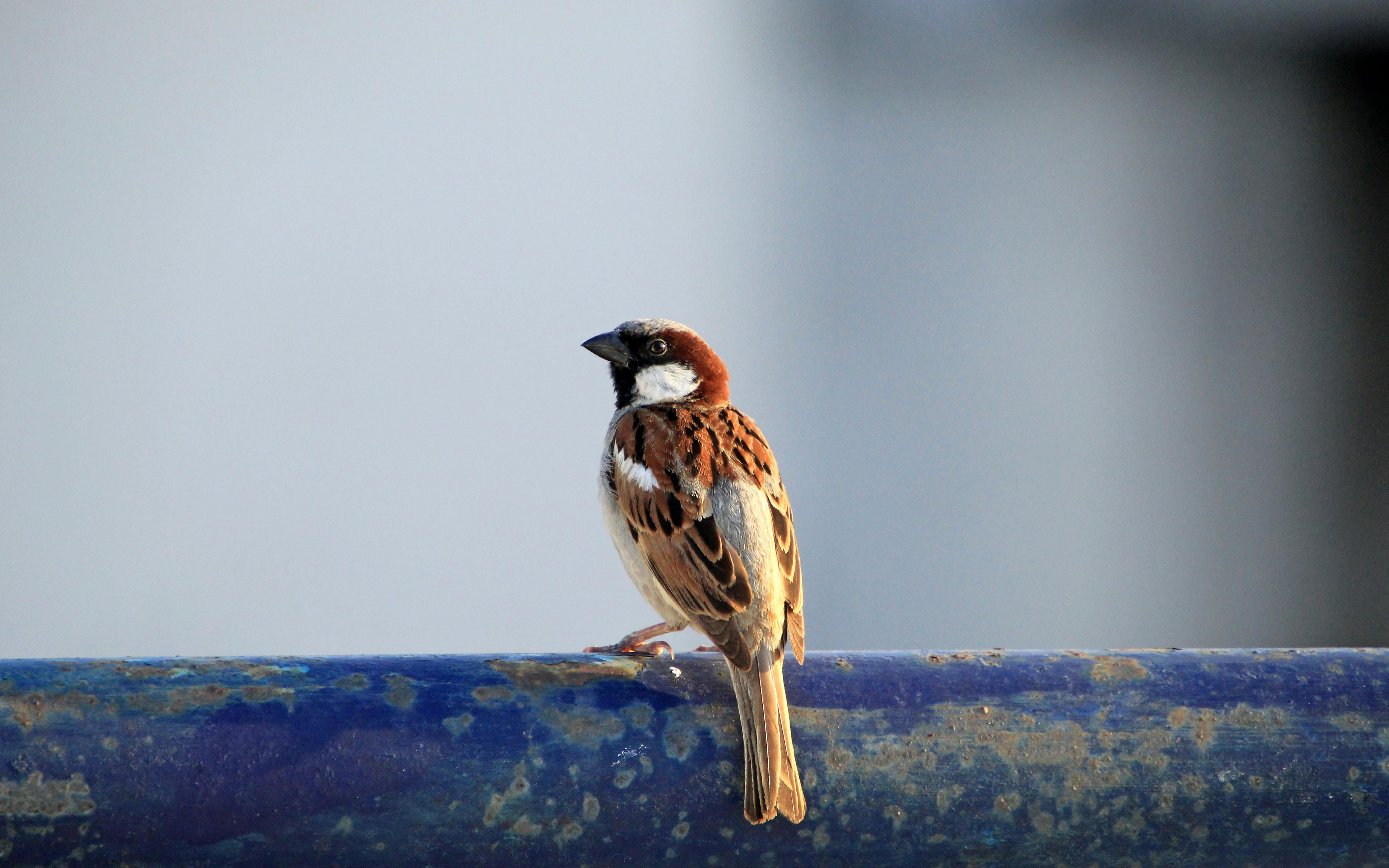 Sparrows Flying Photos, Download The BEST Free Sparrows Flying Stock ...