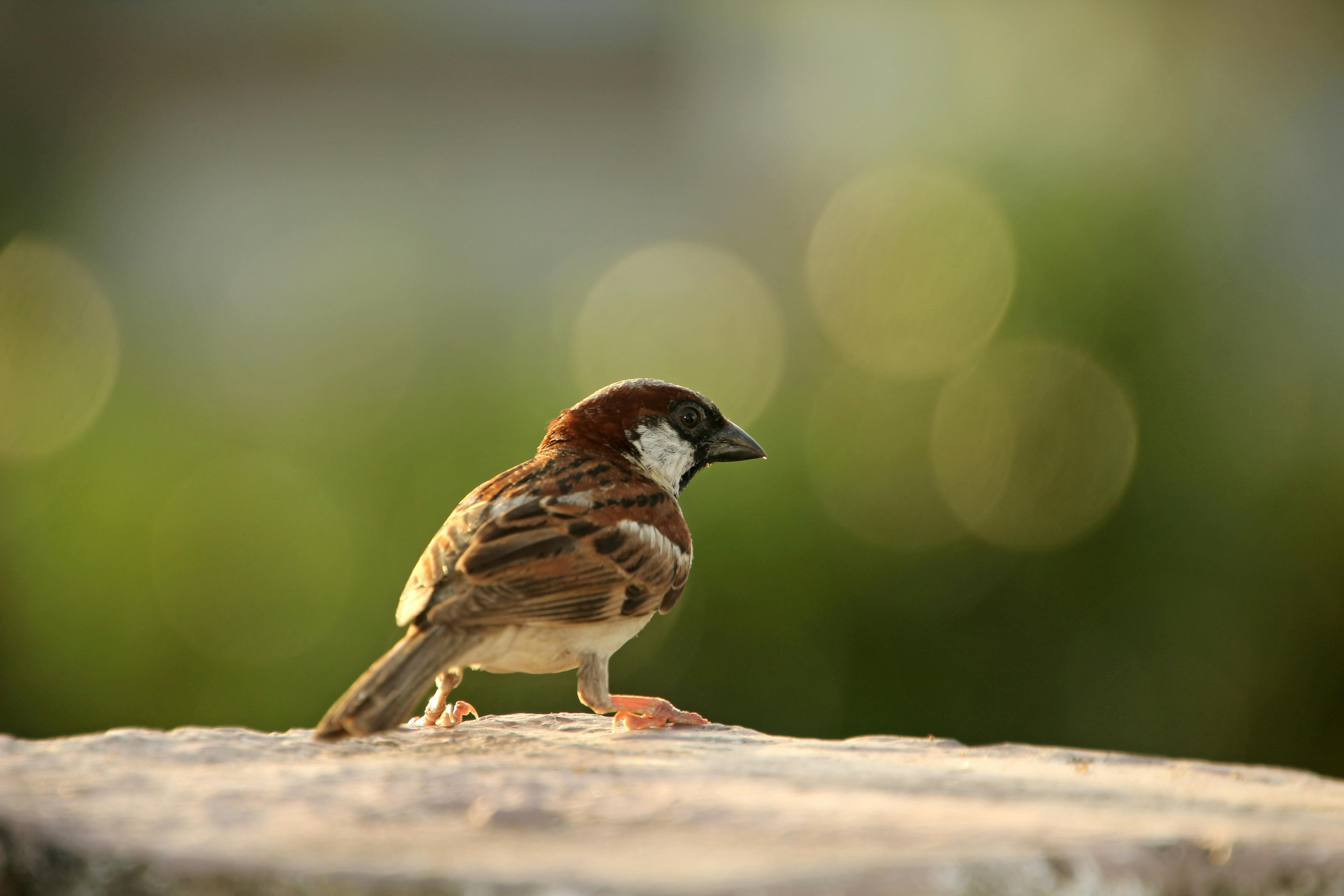 Close up of Sparrow · Free Stock Photo