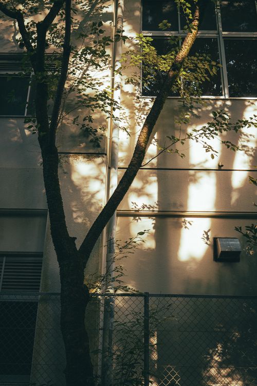 Free A tree casts artistic shadows on a building wall in Toyohashi, Japan. Stock Photo