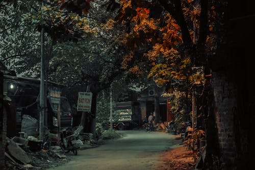 Footpath Among Trees