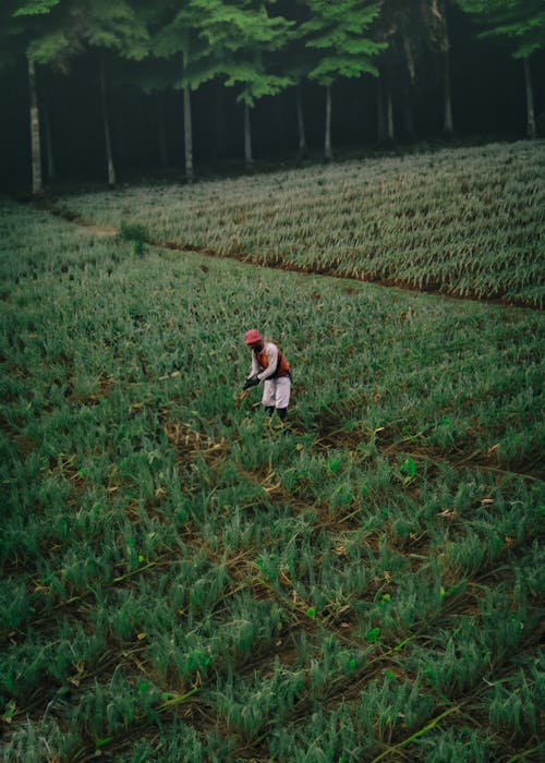 Δωρεάν στοκ φωτογραφιών με αγρότης, αεροφωτογράφιση, άνθρωπος