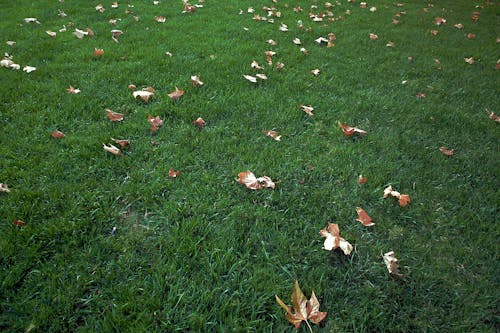 Leaves on grass