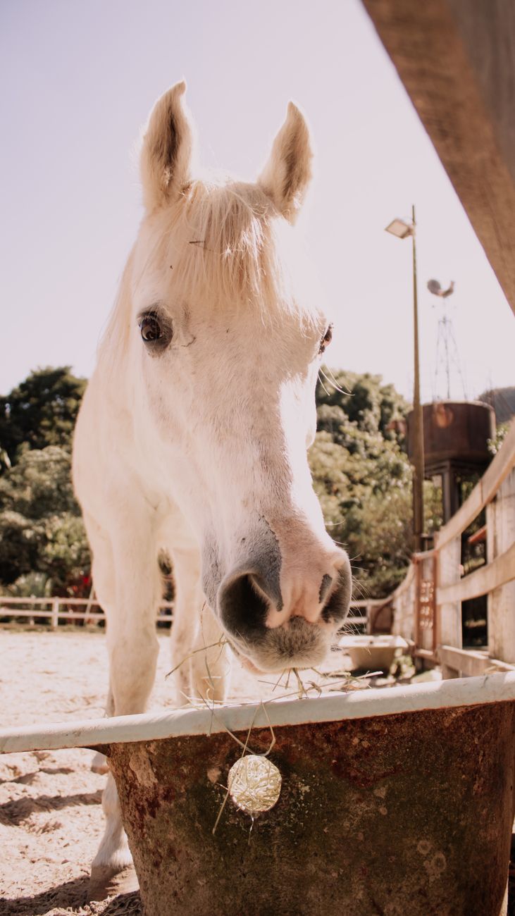 Como o leite de cavalo 'kymyz' se tornou uma bebida ainda demandada milhares de anos depois