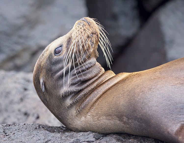 Sea Lion