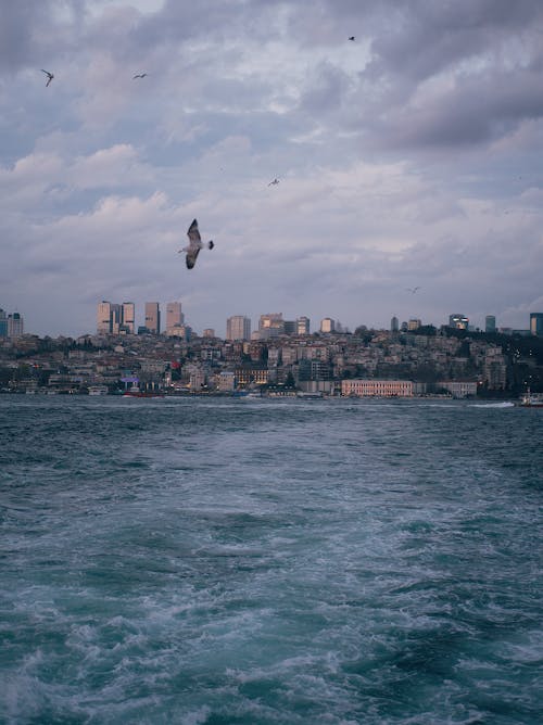 Birds Flying over Sea Coast in Istanbul