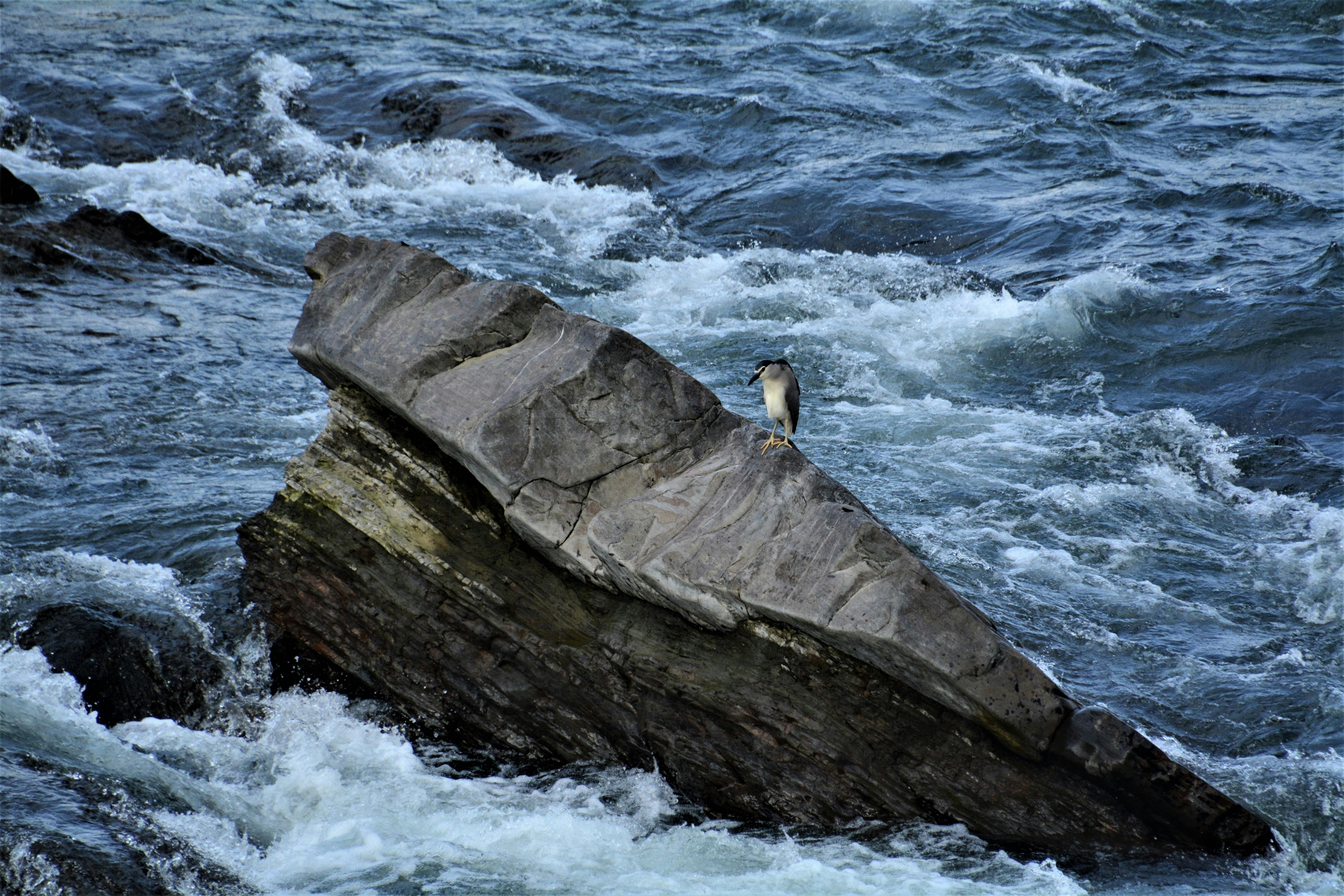 A solitary heron perched on a rock surrounded by rushing river water.