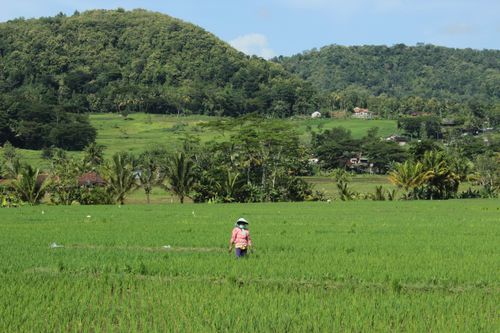 Free A farmer tends to a verdant field in the scenic rural area of Yogyakarta, Indonesia. Stock Photo