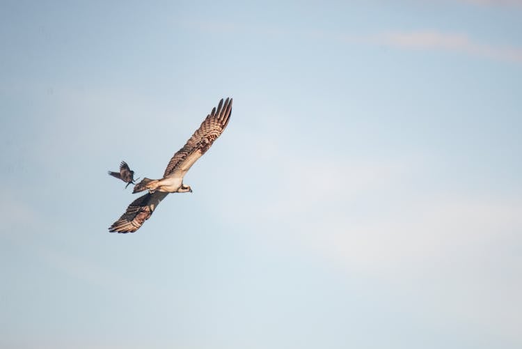 Birds Flying On Sky