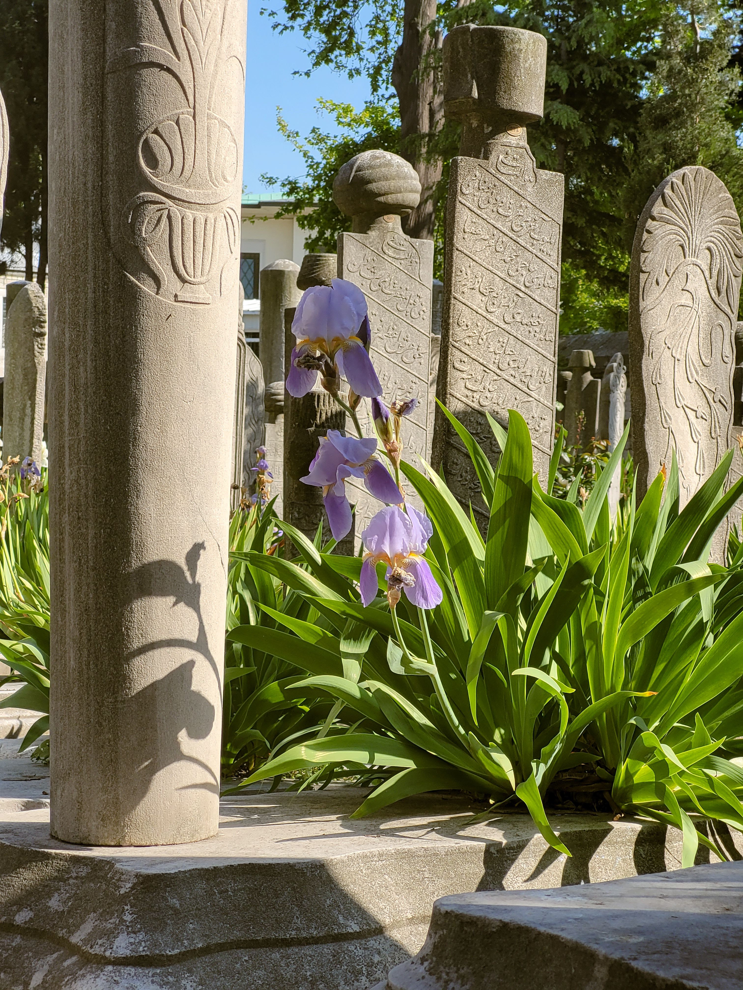 A serene sunlit cemetery featuring engraved tombstones and vibrant purple flowers among lush greenery.