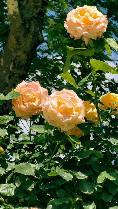 オレンジ, バラ, フラワーズの無料の写真素材