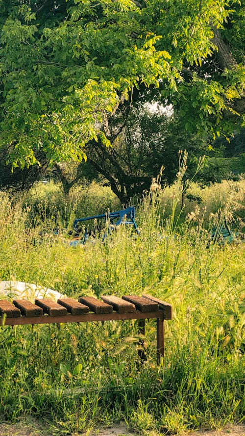 Immagine gratuita di albero, campagna, crescita