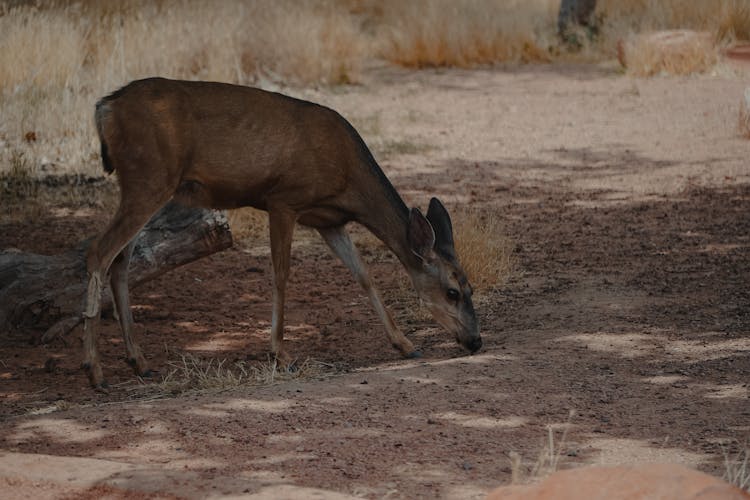 Deer On Safari 