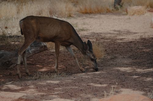 Free A deer grazing on the ground in its natural habitat with dry grass and trees. Stock Photo