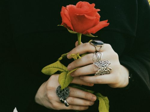Free Close-up of hands holding a vibrant red rose, adorned with silver rings. Stock Photo