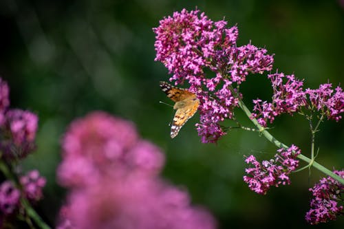 Kostnadsfri bild av makro, makrofoto, makrofotografi