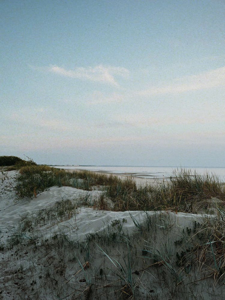 Grass Growing On Sandy Beach