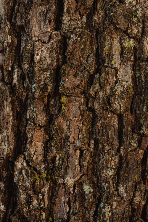 Free Detailed close-up of rough tree bark highlighting natural texture and surface details. Stock Photo
