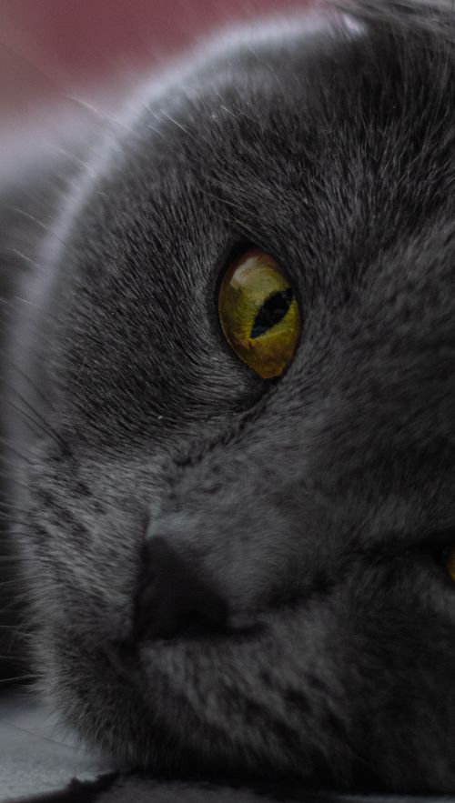 Free Detailed close-up of a gray cat's face with striking yellow eyes. Stock Photo