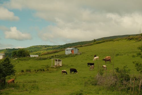 Gratis stockfoto met boerderij, gras eten, heuvel