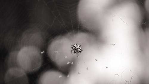 Δωρεάν στοκ φωτογραφιών με bnw, web, αράχνη