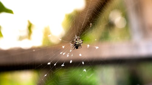 ウェブ, カニグモ, クモの無料の写真素材