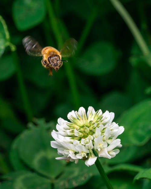 A Bee Flying Over a Flower