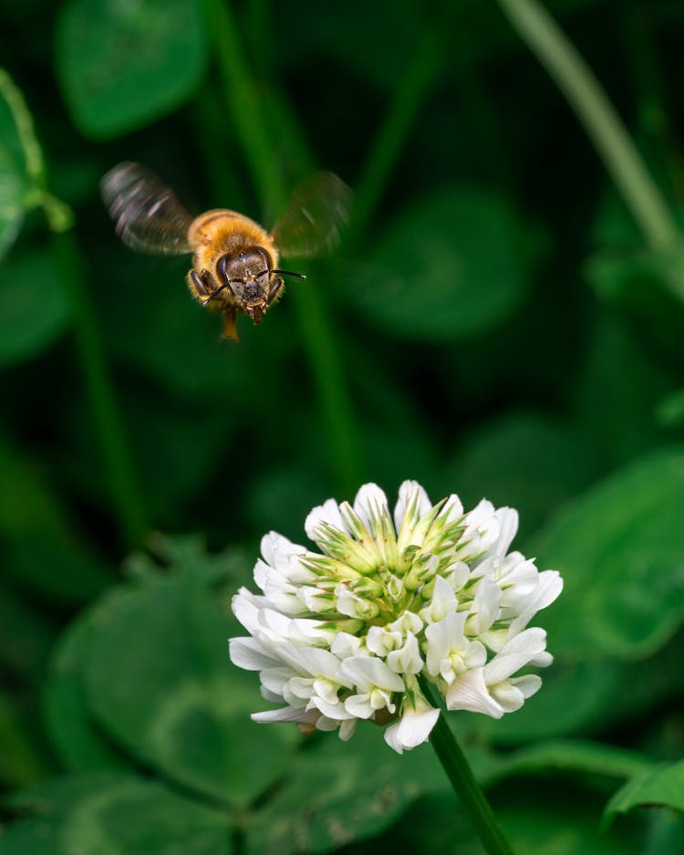 A Bee Flying Over A Flower