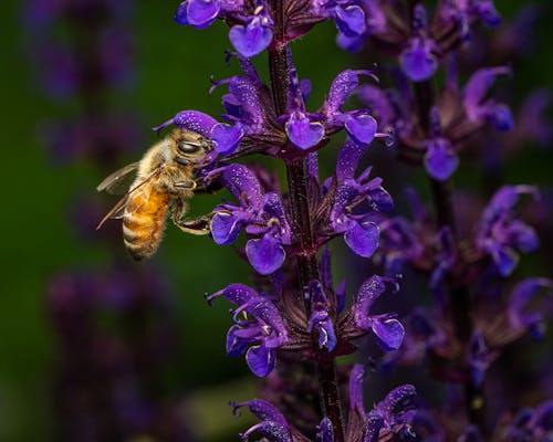 免費 天性, 花, 花粉 的 免費圖庫相片 圖庫相片
