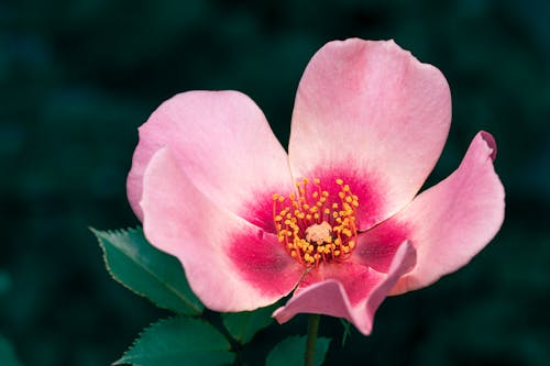 Blooming Prairie Rose