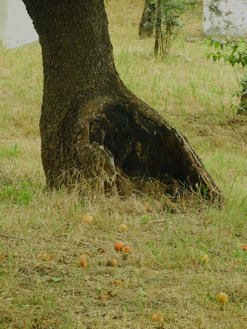 Fotos de stock gratuitas de árbol, bañador, césped