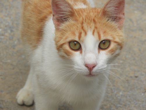 Free Adorable ginger cat with striking green eyes captured on a sunny day outdoors. Stock Photo