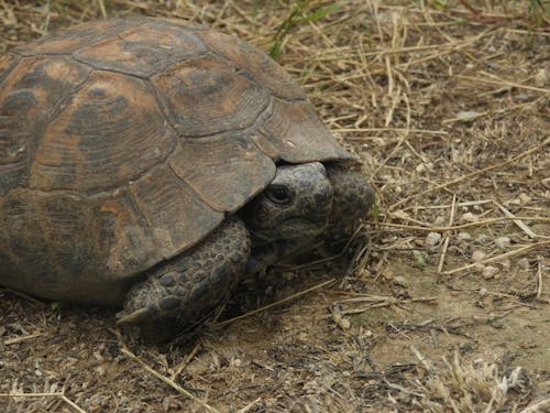 A Turtle on the Ground