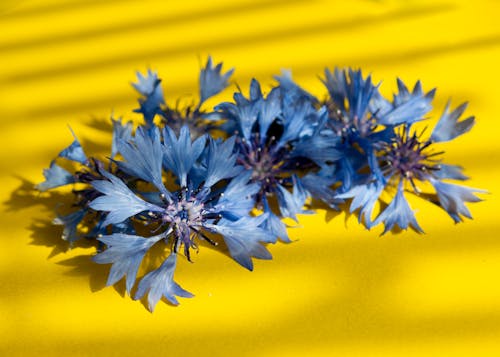 Kostnadsfri bild av blåklint, blommor, blomning