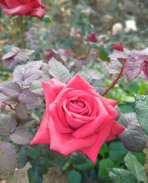 Fotobanka s bezplatnými fotkami na tému beach rose, kvet ruže, prírodné krásy