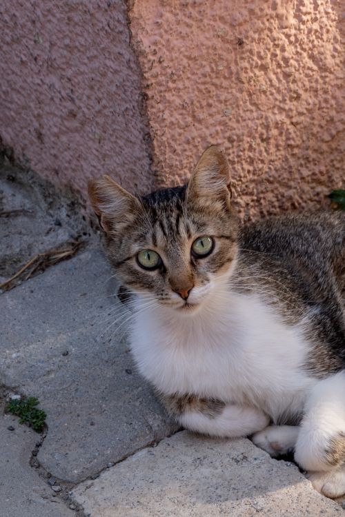 Free Charming stray cat relaxing on a sidewalk in Foça, İzmir, Türkiye. Stock Photo