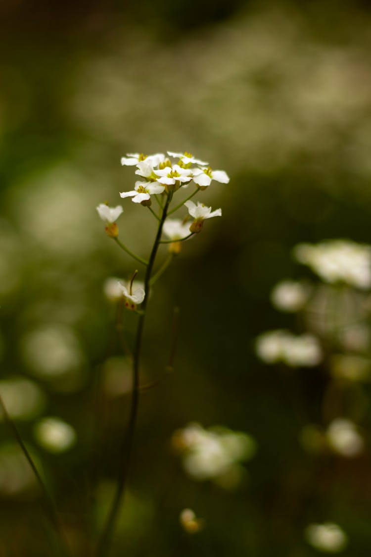 Blooming Wildflower In Summer Field