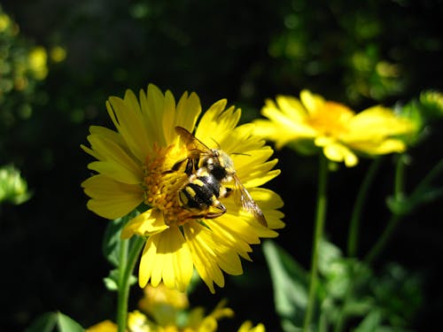 Imagine de stoc gratuită din albină, floare, fotografie cu animale sălbatice