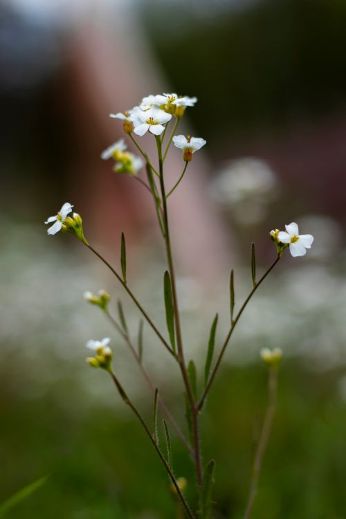 Free stock photo of boho, flower, green picture Stock Photo