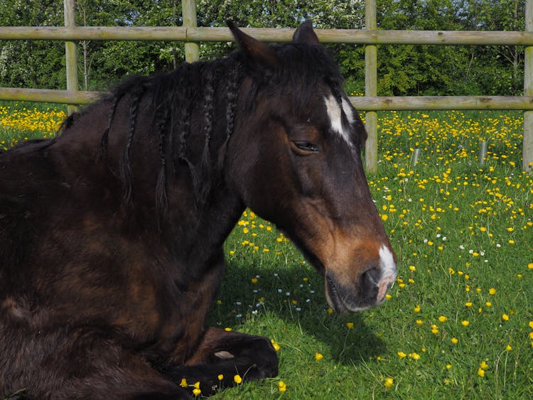 Horse In Pasture