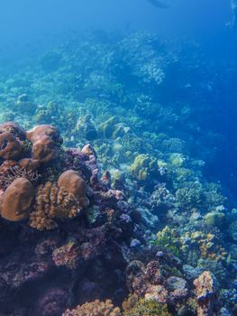 Explore the colorful coral reef teeming with marine life in this underwater photograph.