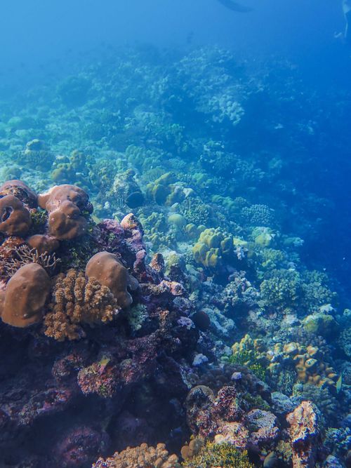Free Explore the colorful coral reef teeming with marine life in this underwater photograph. Stock Photo